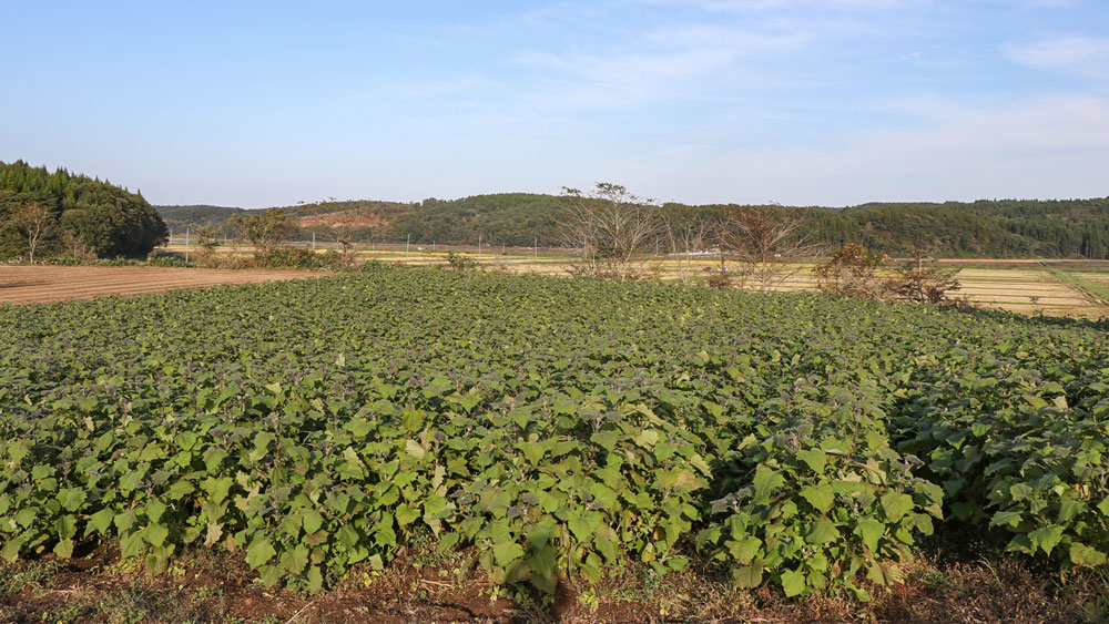 エビサワ農園のヤーコン畑
